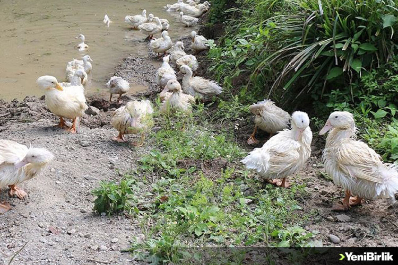 Ordu'da Pekin ördeği yetiştirilecek