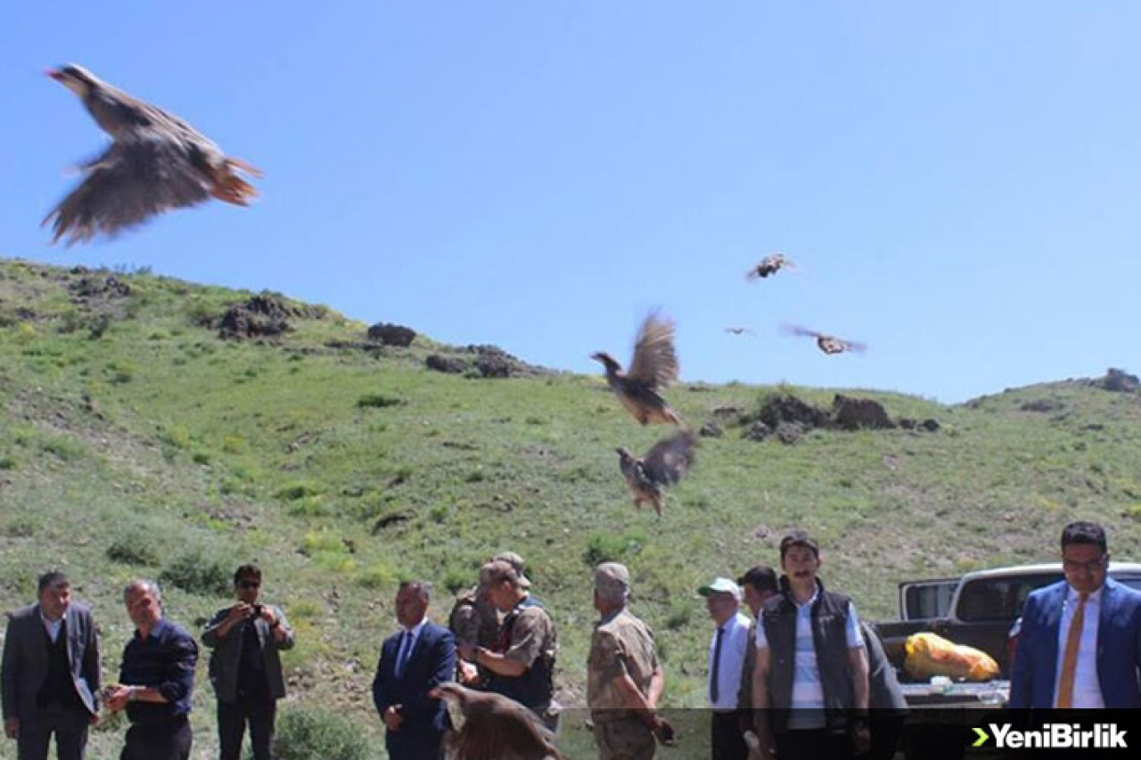 Kars'ta kınalı keklikler doğaya salındı