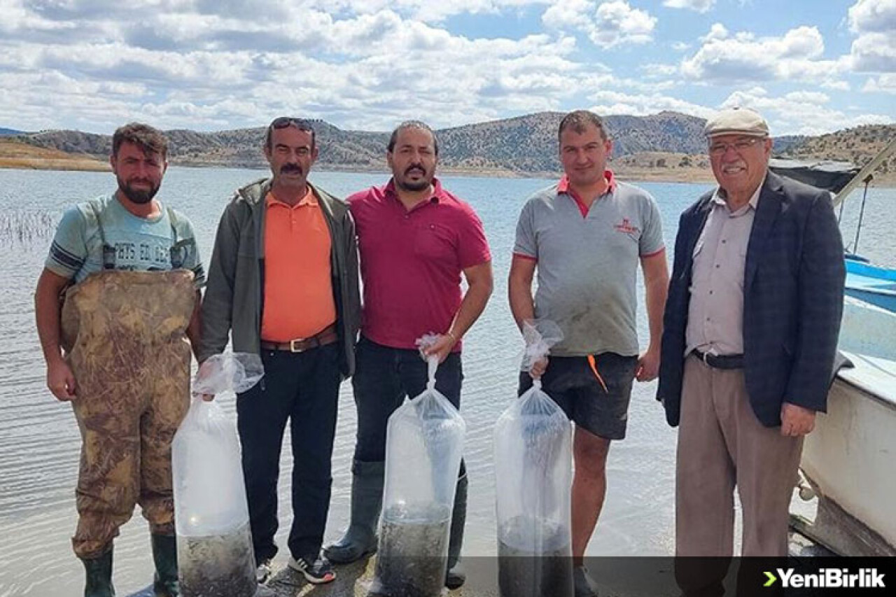 Çekerek Barajı'na 700 bin yavru sazan bırakıldı