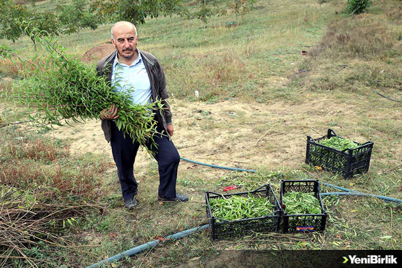 Karabük'te limon melisa üretimine başlandı