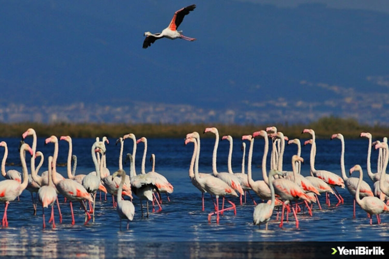 'Kuş Oteli' Hersek Lagünü flamingo ve diğer göçmen kuşlarla şenlendi