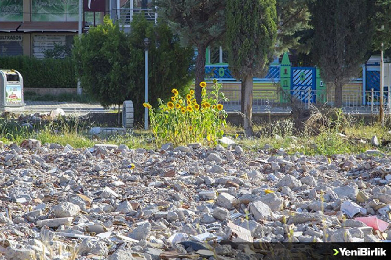 Malatya'da depremde aldığı hasar nedeniyle yıkılan binanın arazisinde ayçiçekleri açtı