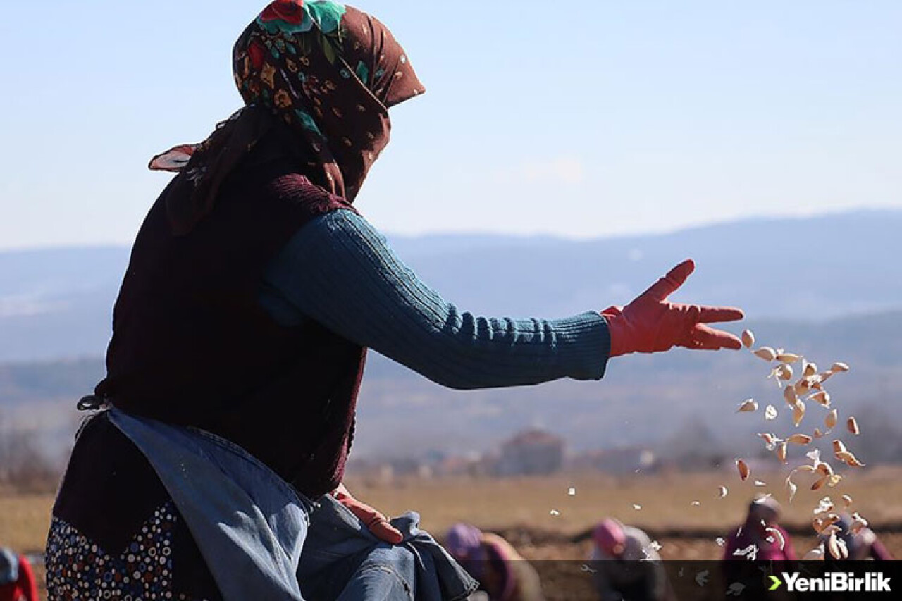 Kastamonu'da Taşköprü sarımsağının ekim dönemi başladı