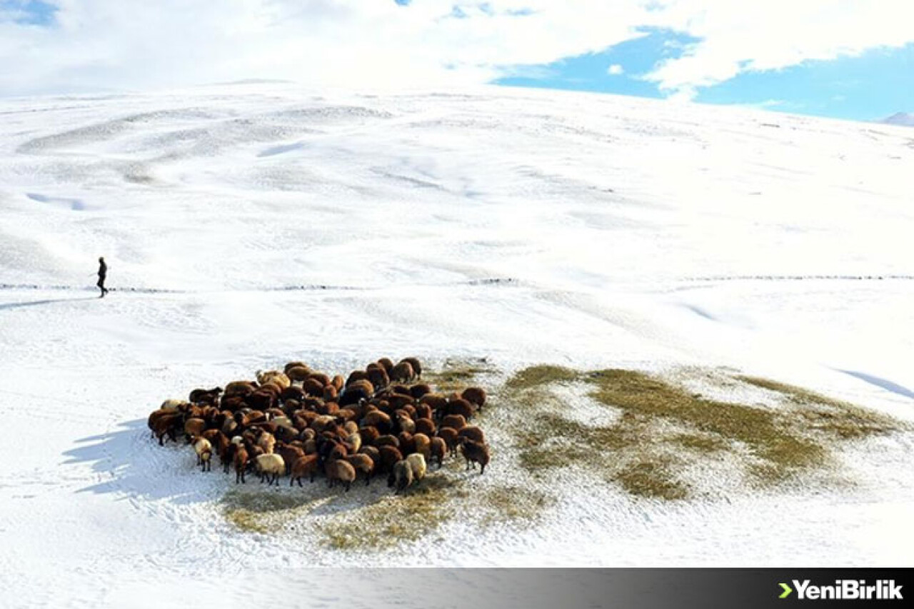 Ağrılı besicilerin kar üzerindeki mesaileri erken başladı