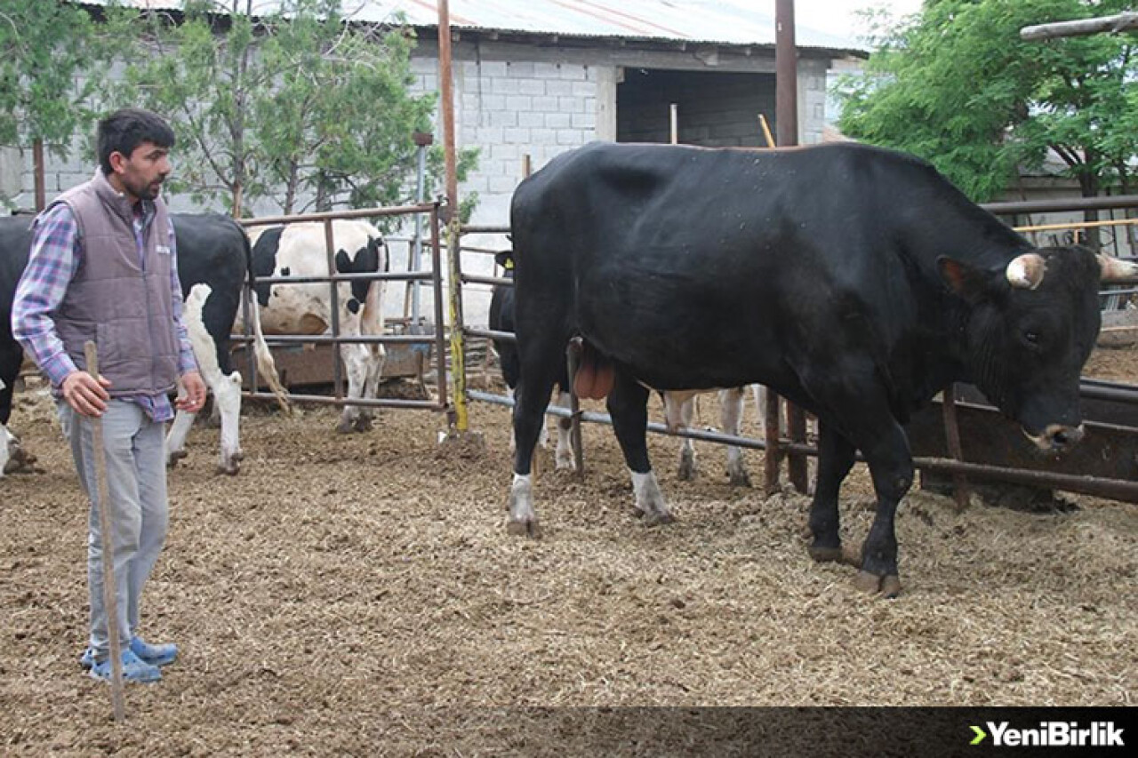 Erzincan'da 1,3 tonluk kurbanlık boğa "Toro" alıcısını bekliyor