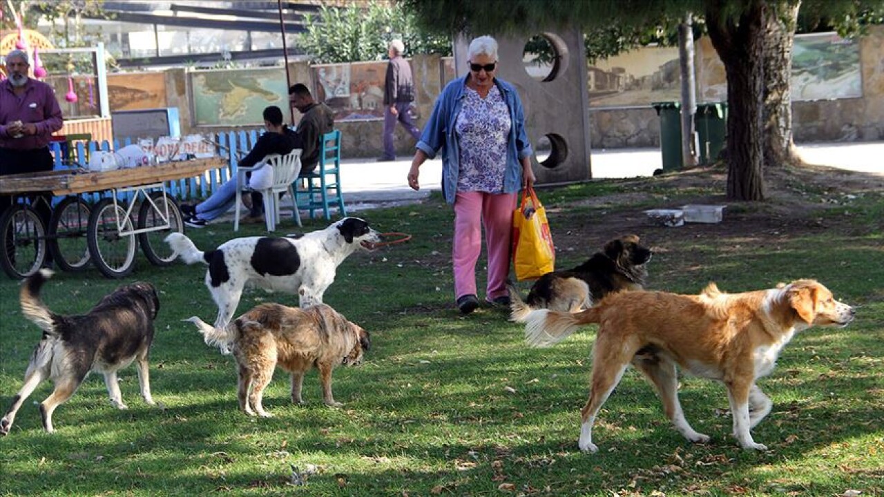 Sokak köpekleri 'Filiz anne'nin yolunu gözlüyor