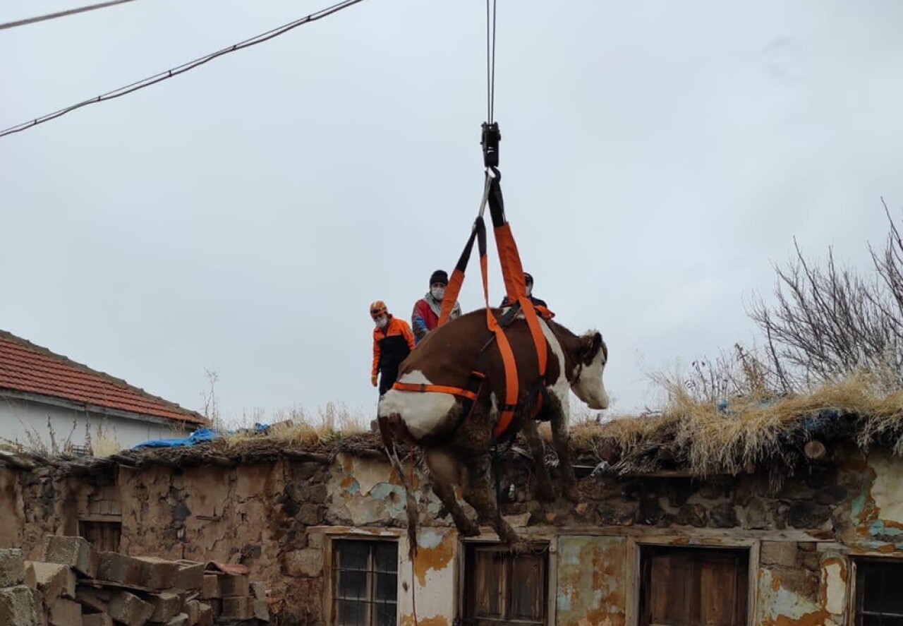 Dama çıkan inek vinçle indirildi