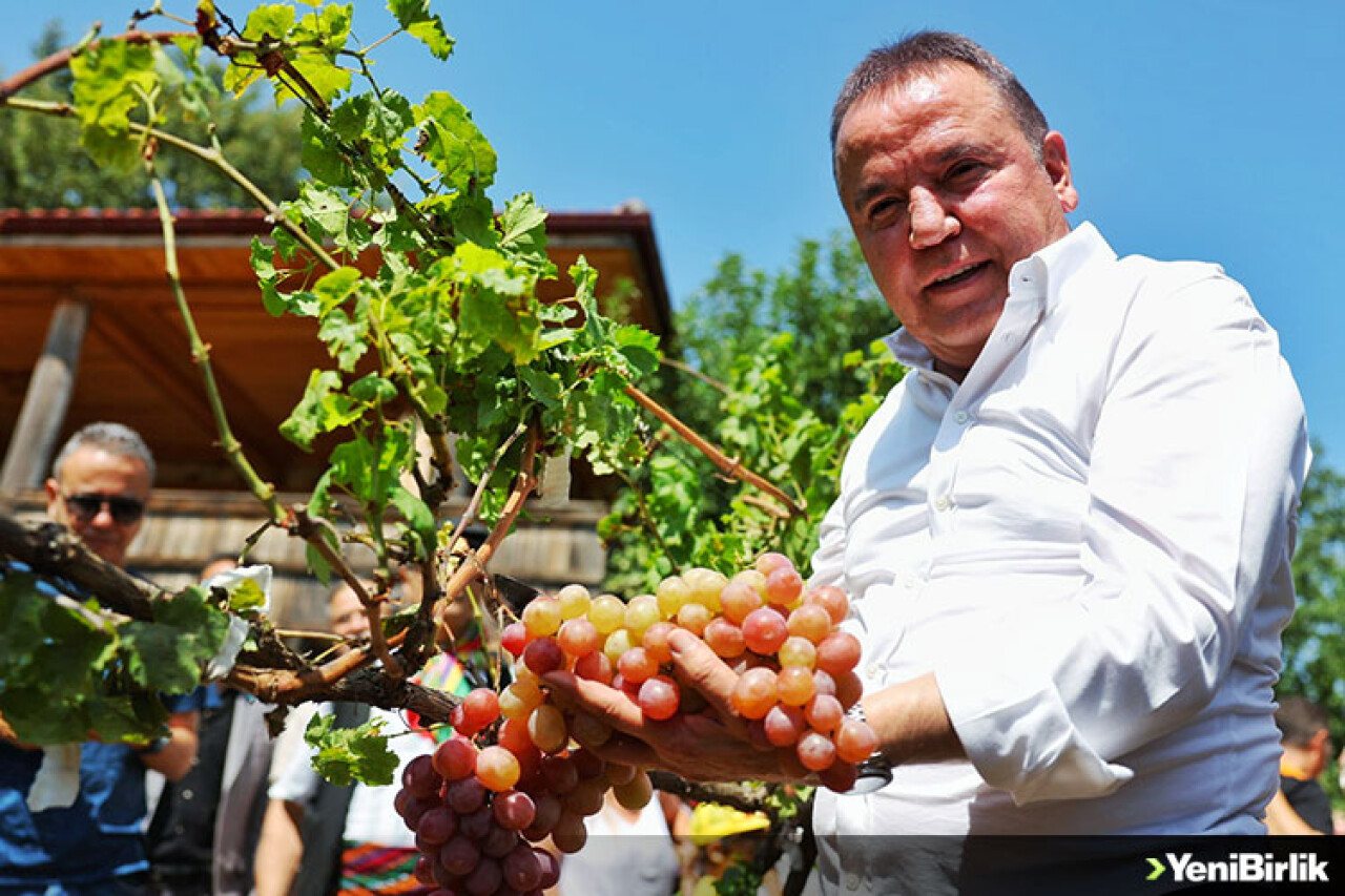 ​MOR ÜZÜMLER TOPLANDI, PEKMEZ YAPILDI!