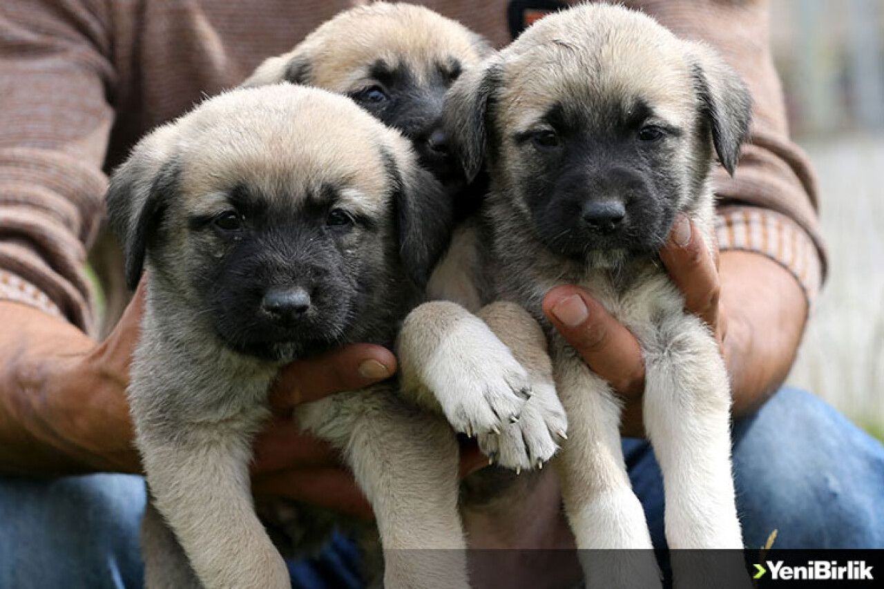 Sivas Kangal köpeklerinin genetiği çiple korunuyor