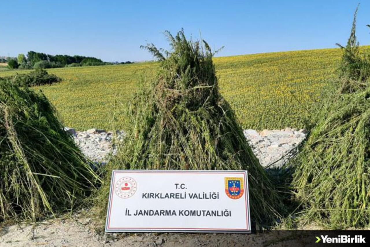 Kırklareli'nde ayçiçeği tarlasında 208 bin kök Hint keneviri ele geçirildi