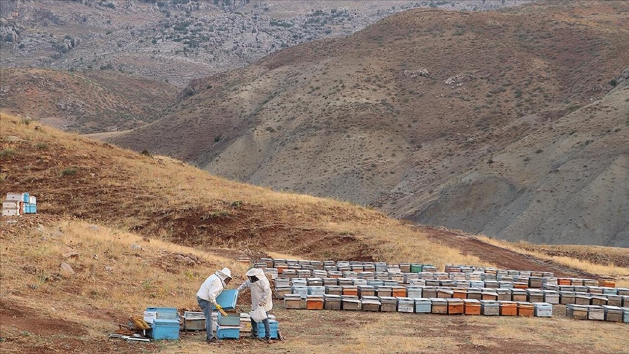 2047 rakımlı Çemikari Yaylası'nda üretilen tescilli balda hasat başladı