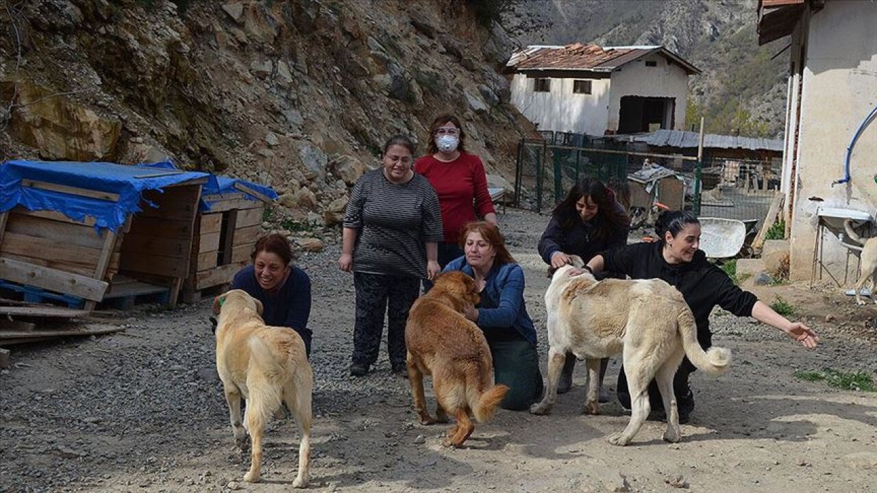 Gönüllülerden engelli ve hasta köpeklere şefkat eli