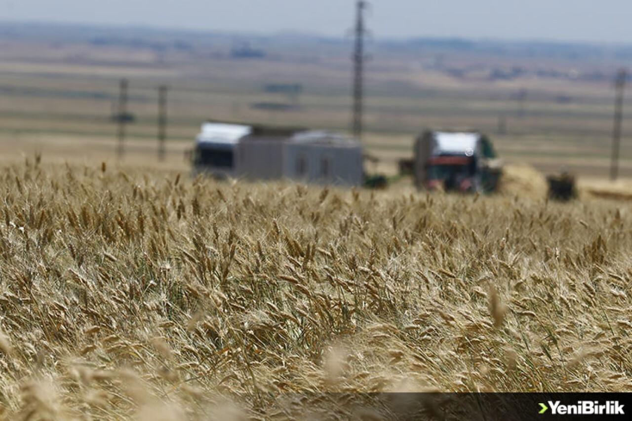 Mardin Ovası'nda 1,5 milyon ton buğday rekoltesi bekleniyor