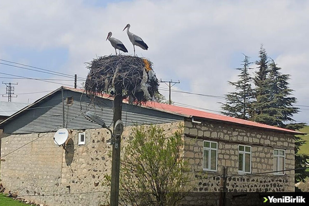 Baharın müjdecisi leylekler Tunceli'ye gelmeye başladı