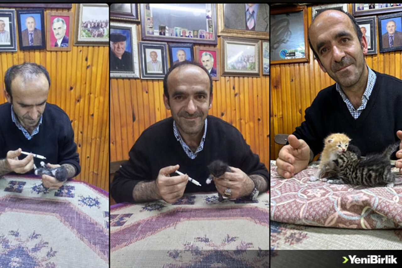 Trabzon'da anneleri telef olan 3 kedi yavrusuna yayla sakini sahip çıktı