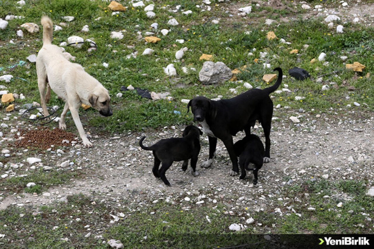 Ormana bırakılan köpekler yaban hayatı tehdit ediyor