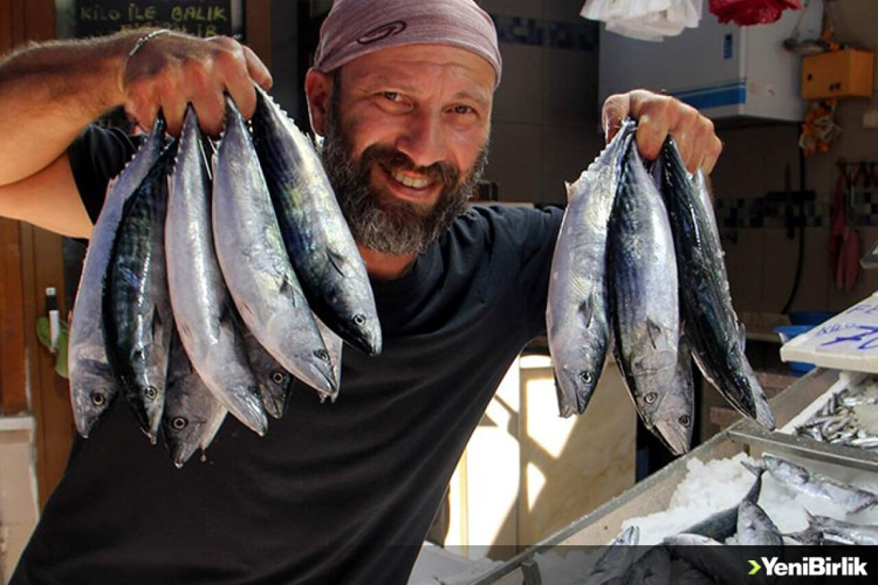 Karadeniz'de palamut ağlara takıldı