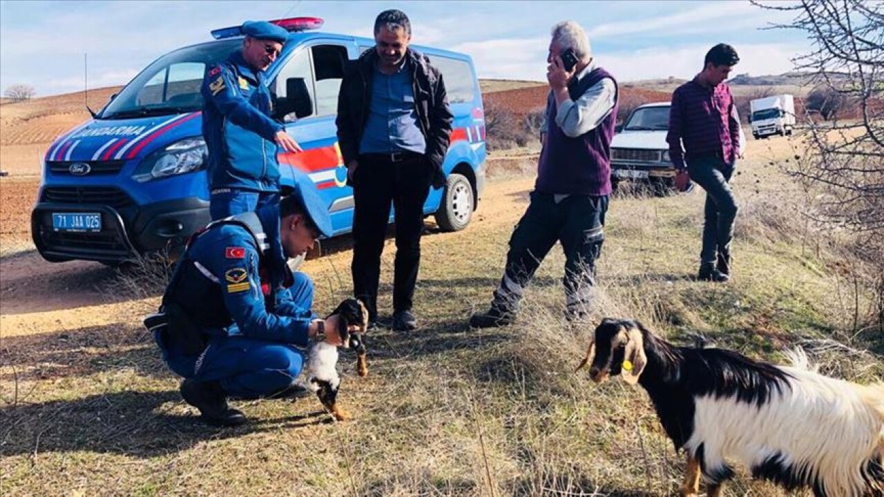 Dağda Kaybolan Keçinin Doğumuna Jandarma Yardım Etti