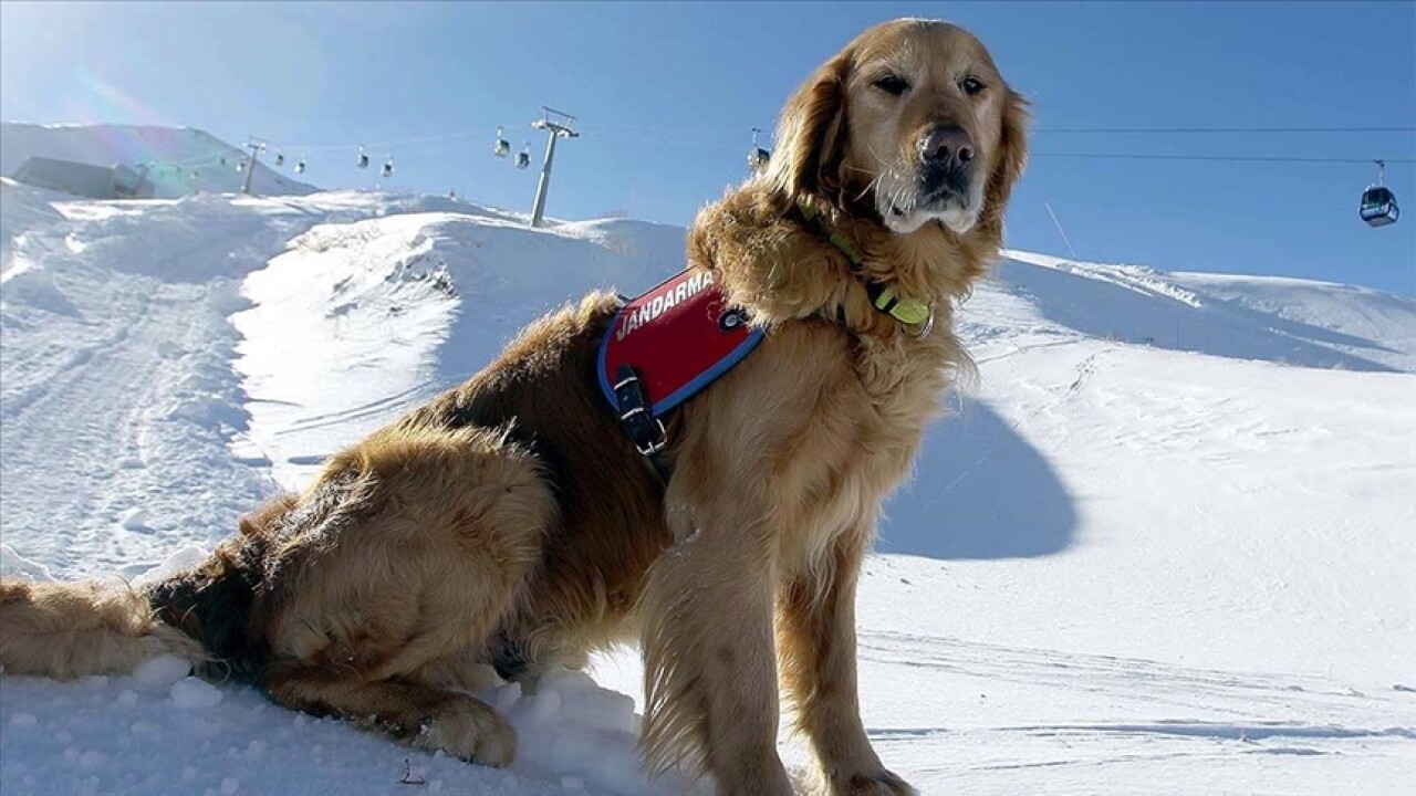 Dedektör köpek 'Gurbet' karlı dağlarda hayat kurtarıyor