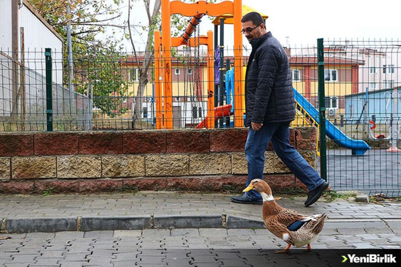 Tekirdağlı hayvansever "Duman" adlı ördeğini yanından ayırmıyor