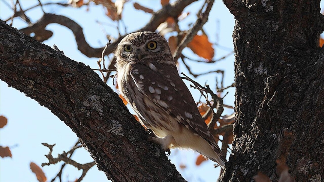 Bingöl'de Athena türü baykuş fotoğrafçıların ilgi odağı oldu