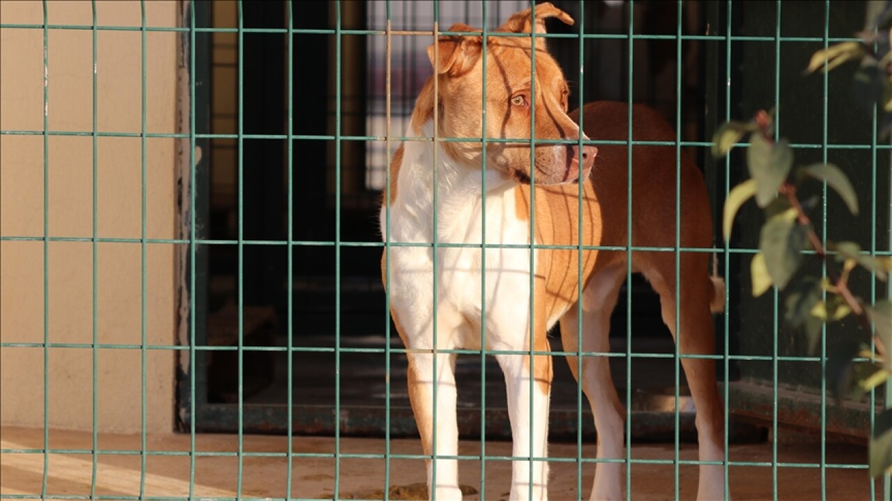 Siirt'teki rehabilitasyon merkezi 'tehlikeli ırk' köpeklerin de yuvası oldu