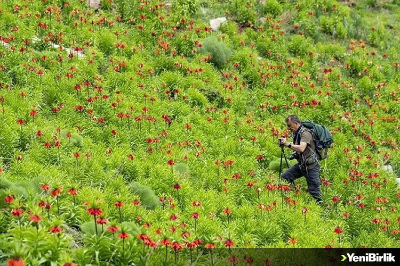 Tunceli'nin dağlarında ters lalelerin manzarası eşliğinde doğa gezisi yapıyorlar