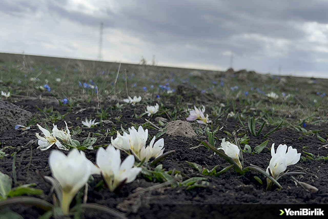 Kars'ta kardelen ve çiğdemler çiçek açmaya başladı