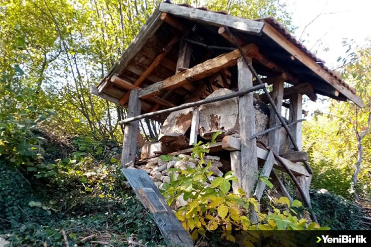 Kastamonu'da aç kalan ayılar arı kovanlarına zarar verdi