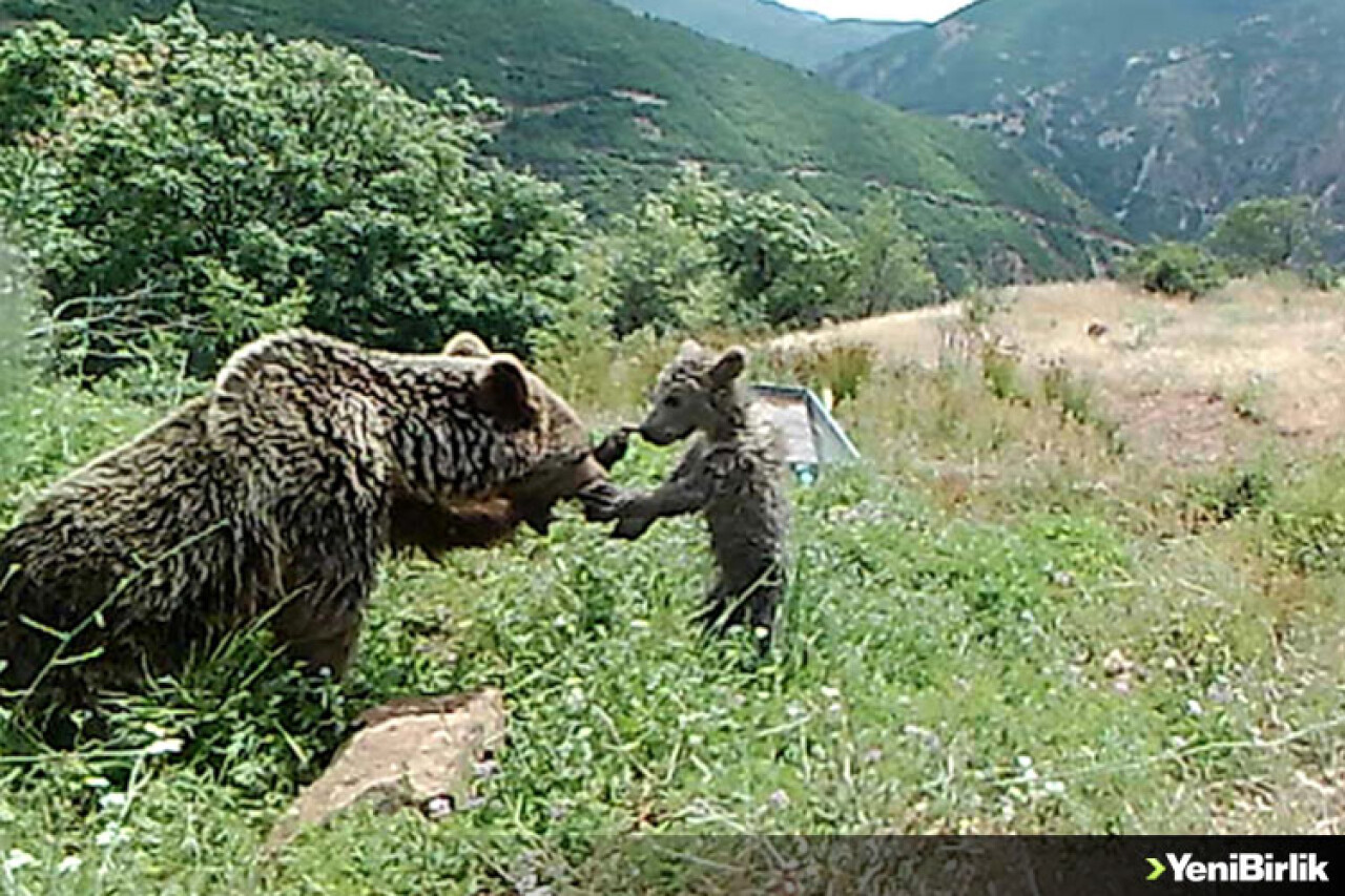 Bozayıların su yalağında yıkandığı anlar fotokapana yansıdı