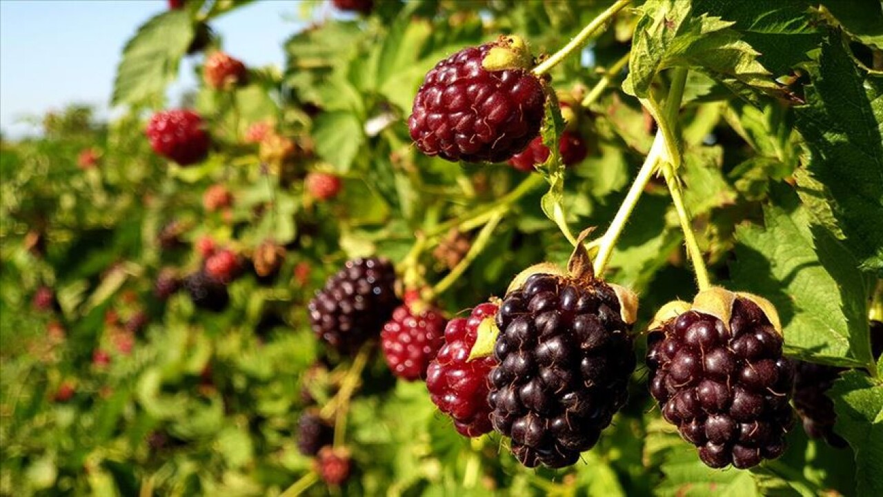 Osmaniye'de erkenci böğürtlen hasadı başladı