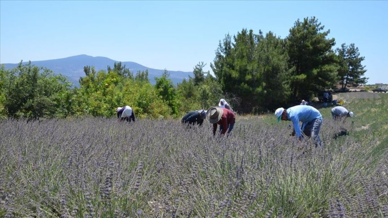 Manisa'da lavanta bahçelerinde hasat başladı