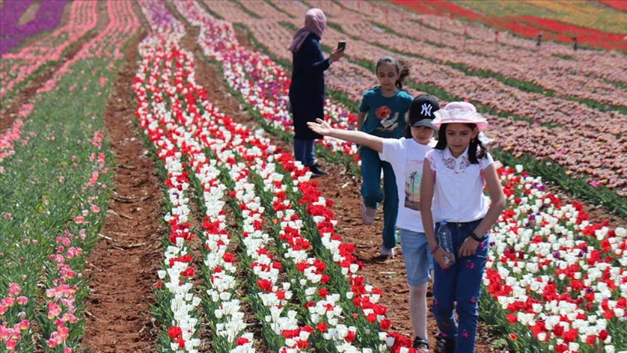 Karaman'da üretilen lale soğanları Rusya'dan talep görüyor