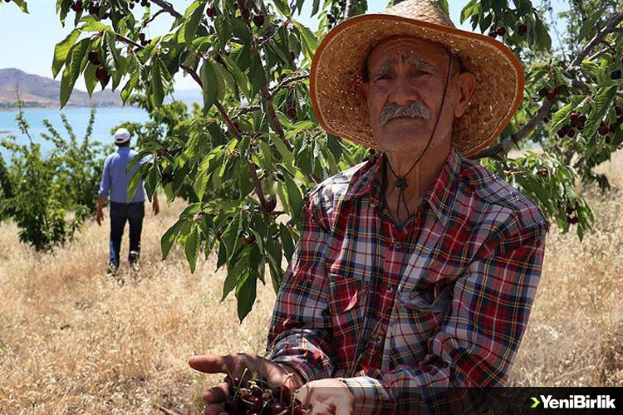 'Robinson Ziya'nın adasında hasat yapıldı