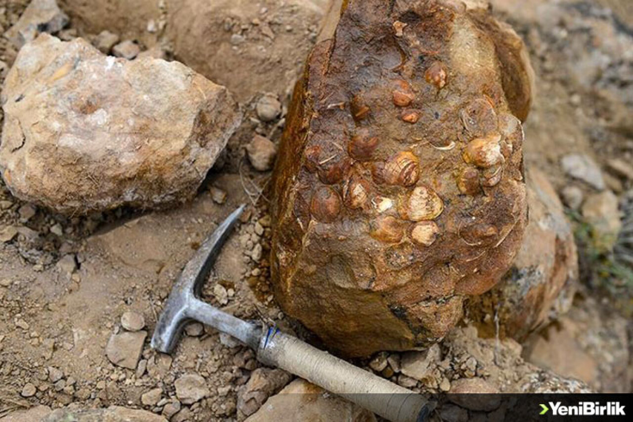 Iğdır'da bulunan bitki ve midye fosilleriyle ilgili bilimsel çalışma başlatıldı