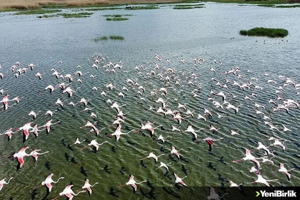 Eber Gölü flamingolarla hareketlendi