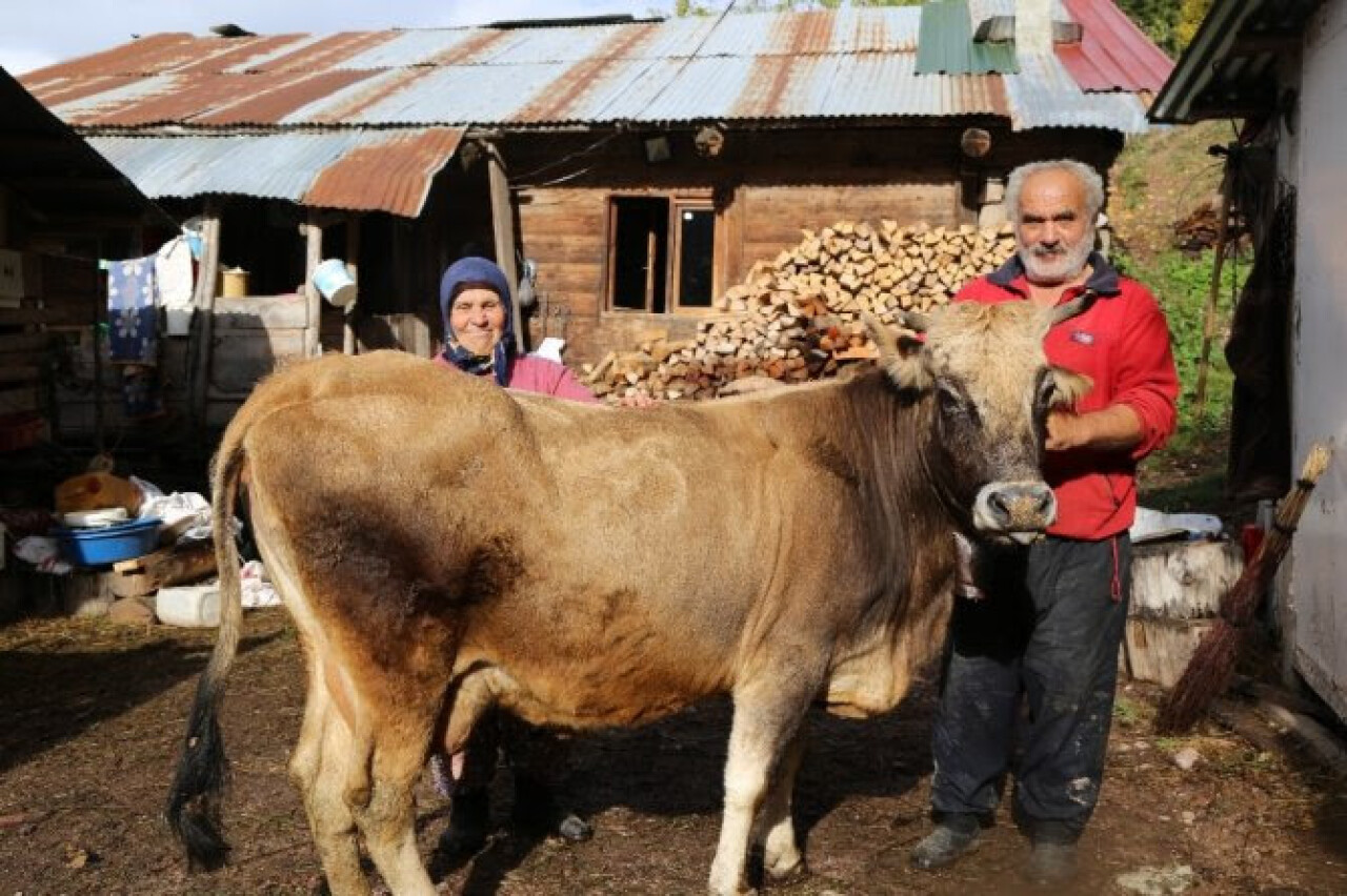 Fwd: Artvin'de Sayibe ve Nuri Öztürk çiftinin "Devlet" isimli ineklerinin yaşını duyanlar hayrete düşüyor