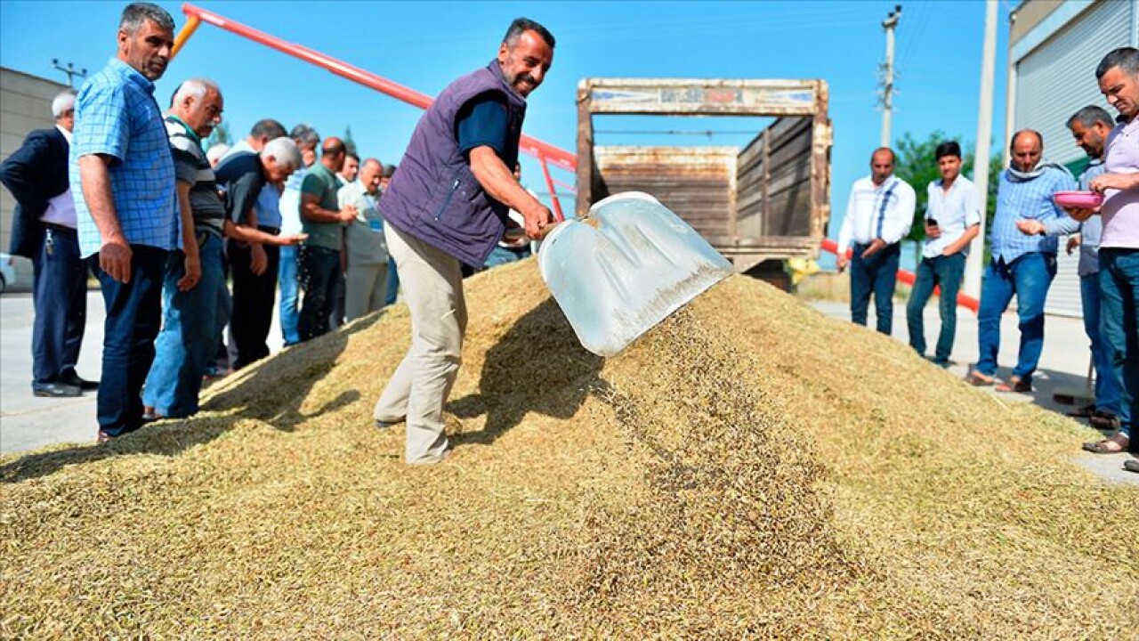 Mardin'de sezonun ilk arpa hasadı yapıldı