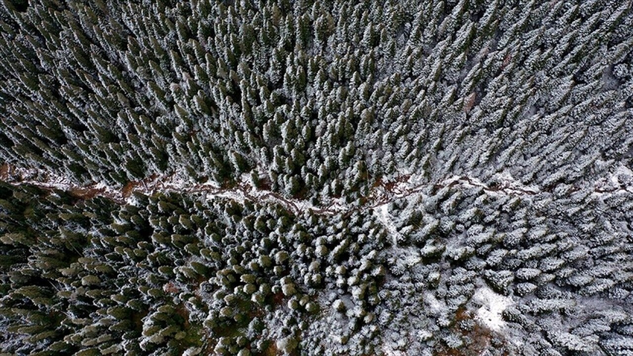 Ilgaz Dağı beyaza büründü