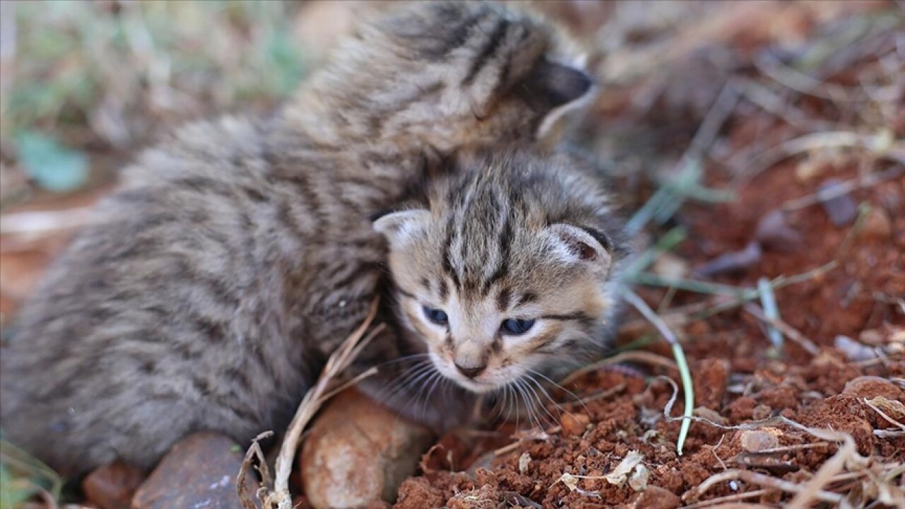 Osmaniye'de tarlada bulunan yaban kedisi yavruları bakıma alındı