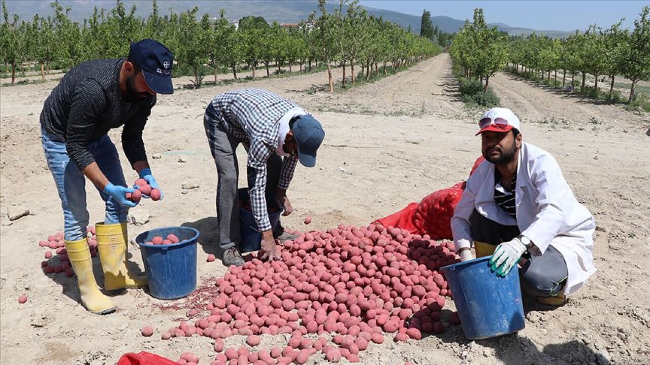 Kuraklığa dayanıklı yerli patates çeşidi geliştirildi