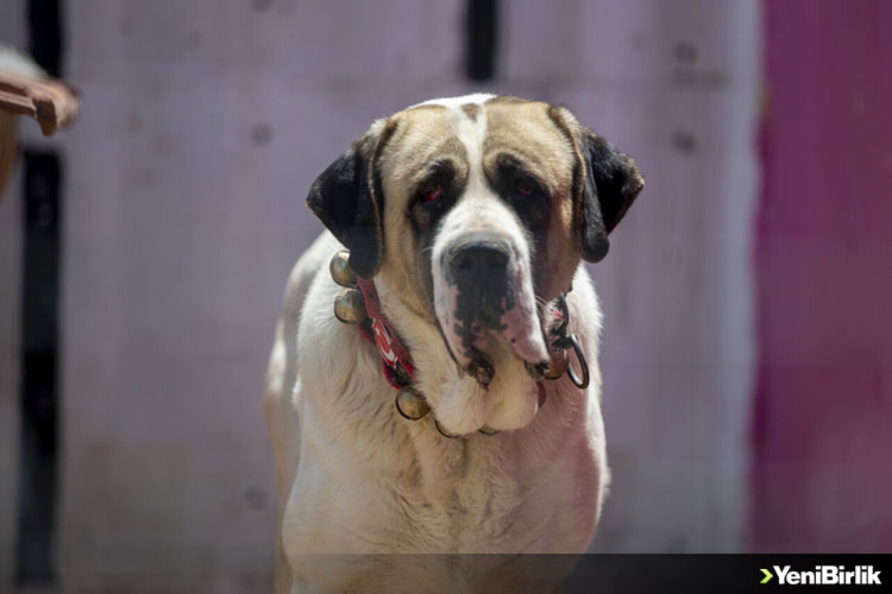 Çoban köpeği Aksaray malaklısı özenle yetiştiriliyor