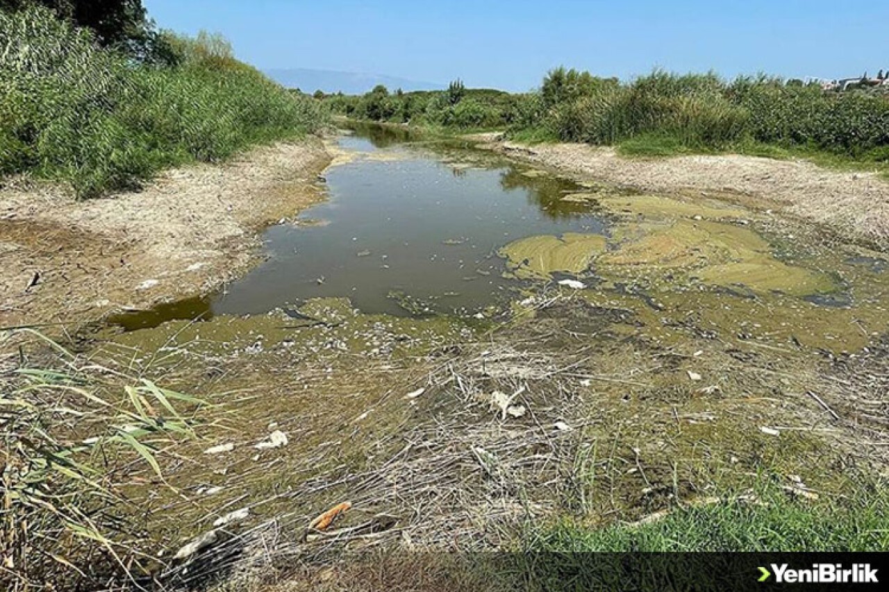 Aydın'da Büyük Menderes Nehri kanalındaki balık ölümleriyle ilgili inceleme başlatıldı