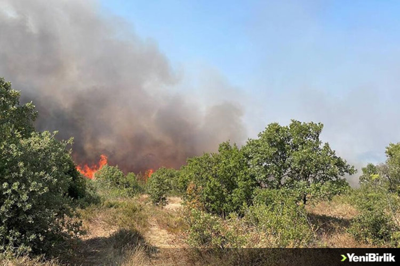 Çanakkale'de ağaçlık alanda yangın çıktı