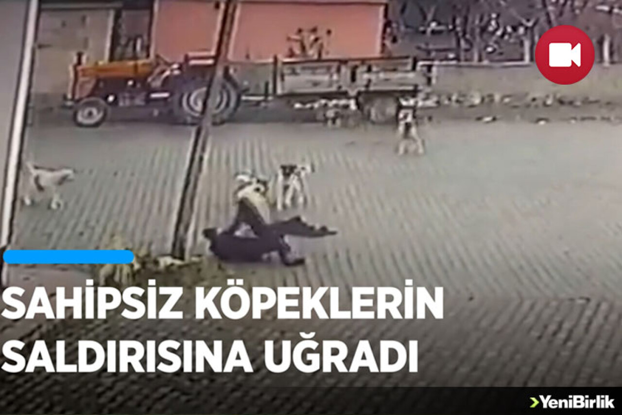 Nevşehir'de sahipsiz köpeklerin 69 yaşındaki kişiye saldırması güvenlik kamerasında