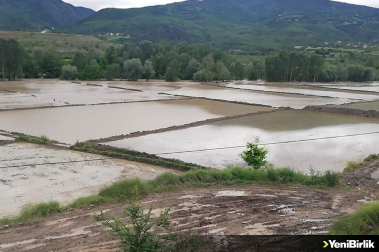 Kastamonu Hanönü'de çeltik tarlaları su altında kaldı