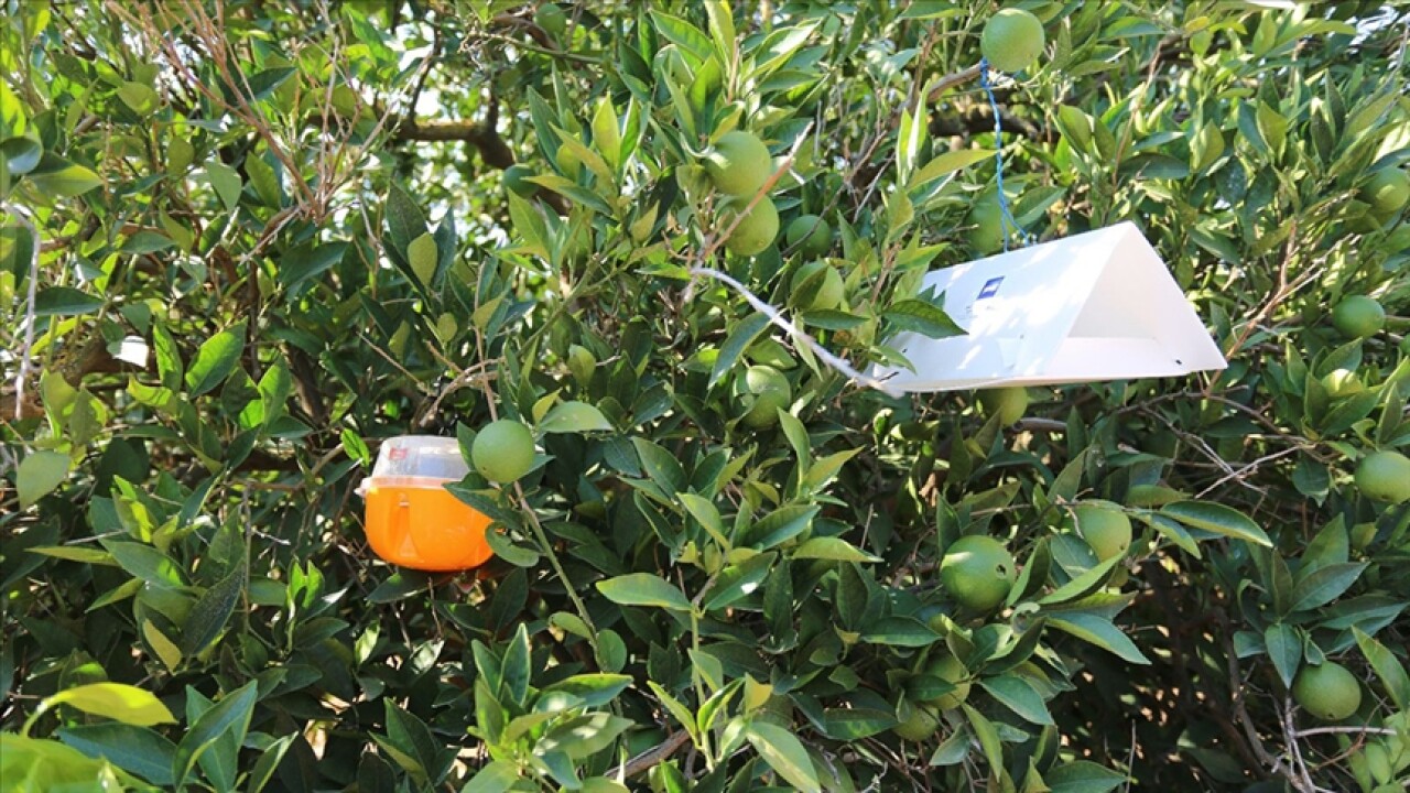 Muğla'da narenciye bahçelerinde Akdeniz meyve sineğiyle mücadele başlatıldı