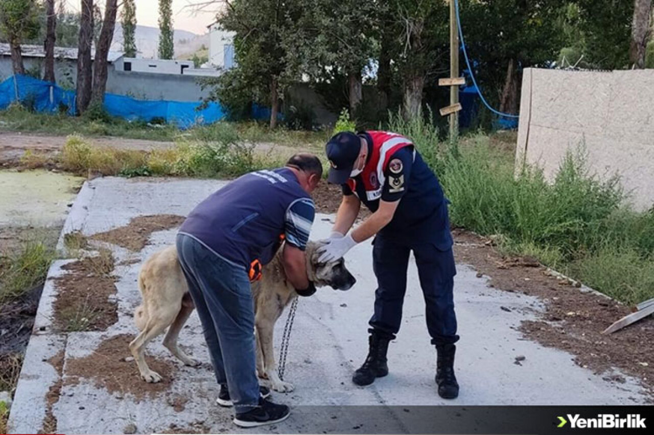 Sivas'ta köpeklerini aç ve susuz bırakan kişiye idari para cezası