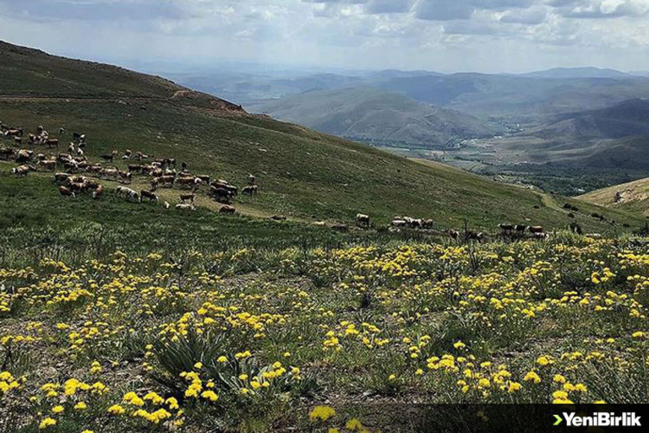 Bayburt'un yaylaları doğaseverleri bekliyor