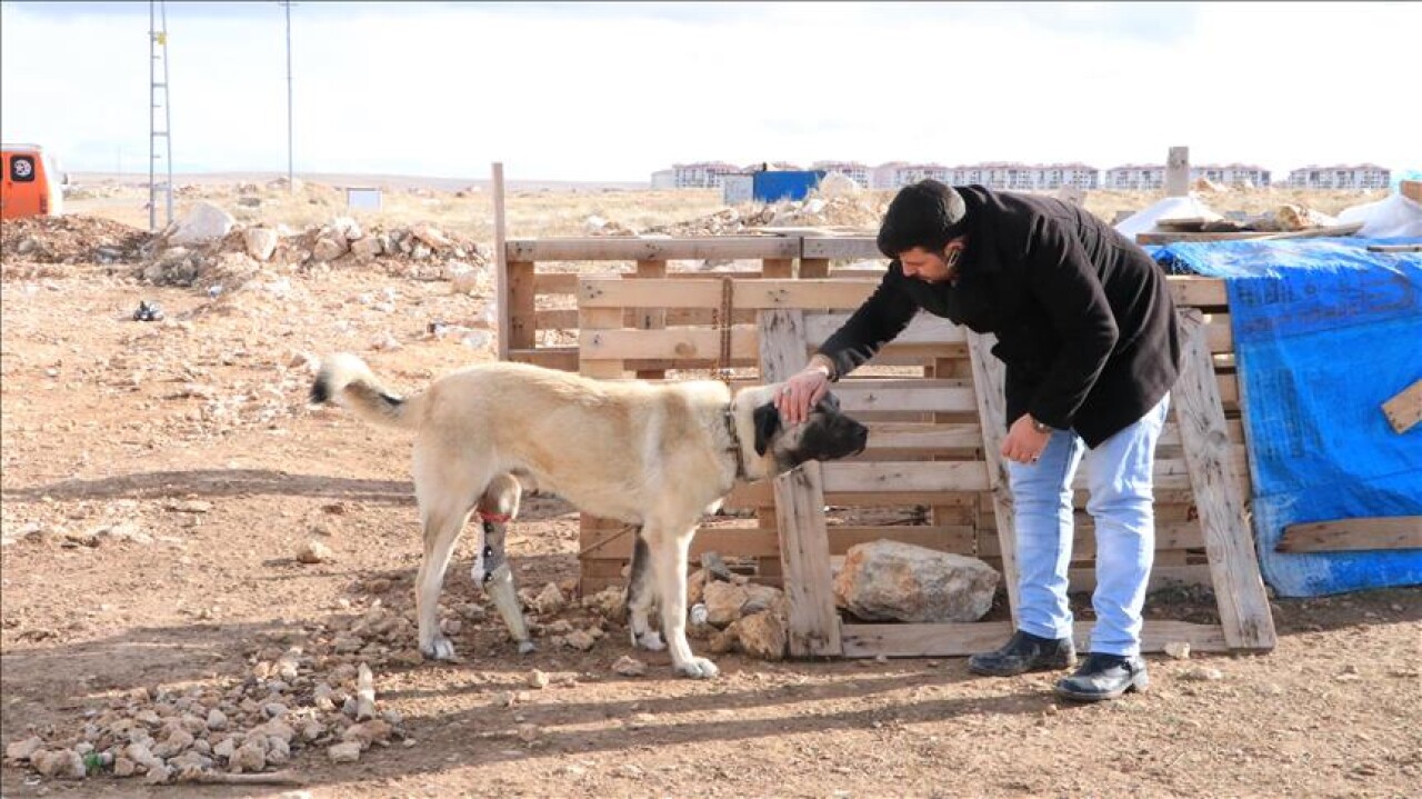 Dolmuş Şoförleri Ayağı Kesik Köpeğe Protez Taktırdı